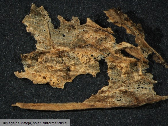 Aecidium erythronii