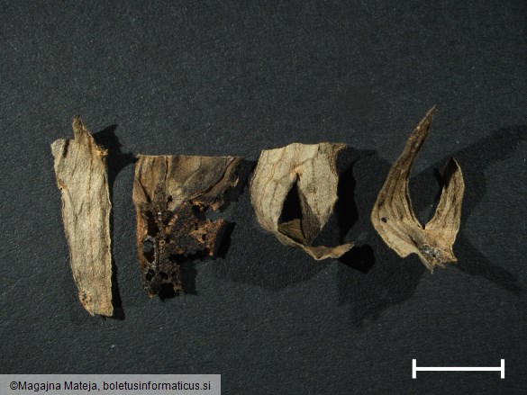 Aecidium lycoctoni