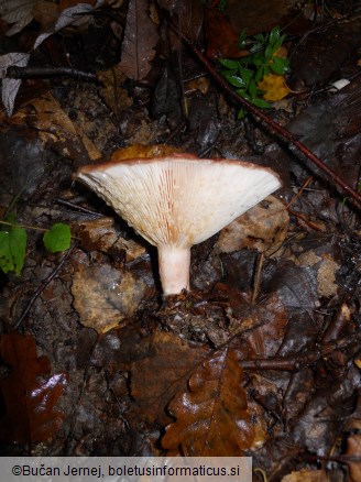 Lactarius torminosus