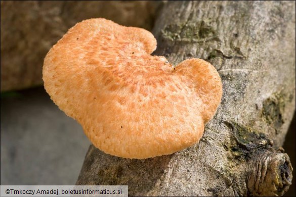 Polyporus alveolaris