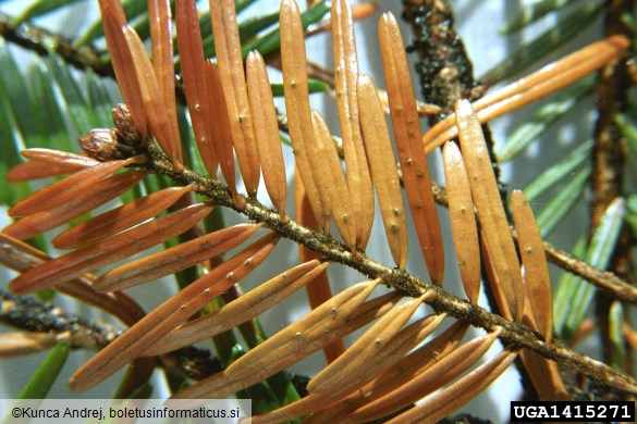 <i>Cytospora pinastri</i> na <i>Abies alba</i>