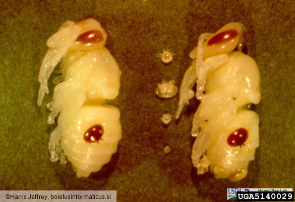<i>Varroa jacobsoni</i> na <i>Apis mellifera</i>