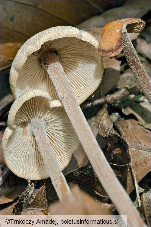 Gymnopus confluens