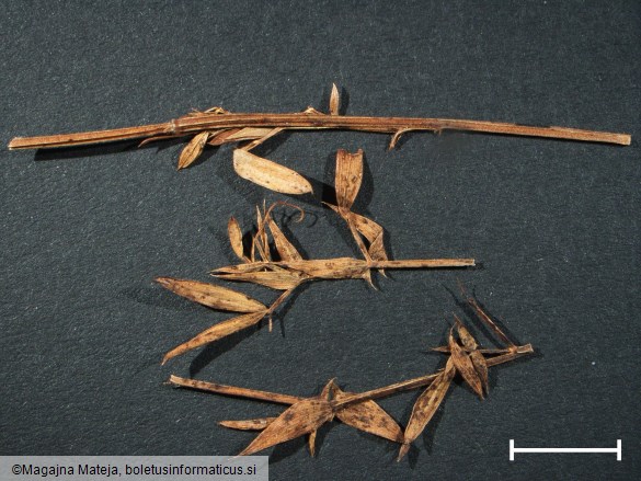 Uromyces pisi f. lathyri