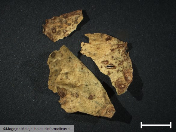 Uromyces phaseoli