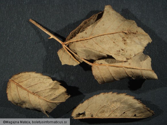 Caeoma miniatum
