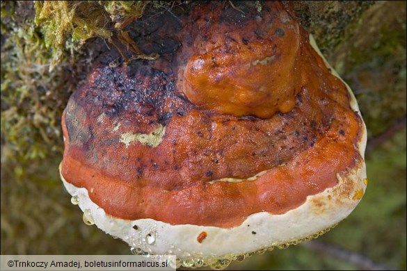 Fomitopsis pinicola