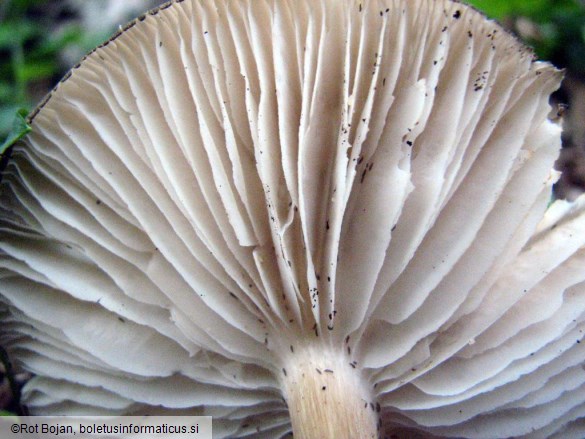 Megacollybia platyphylla