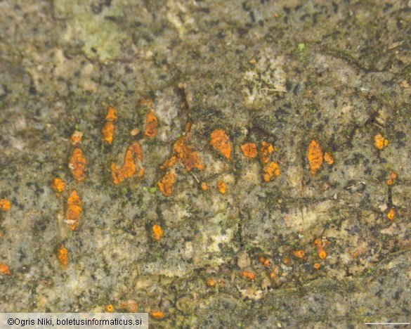 Cryphonectria carpinicola