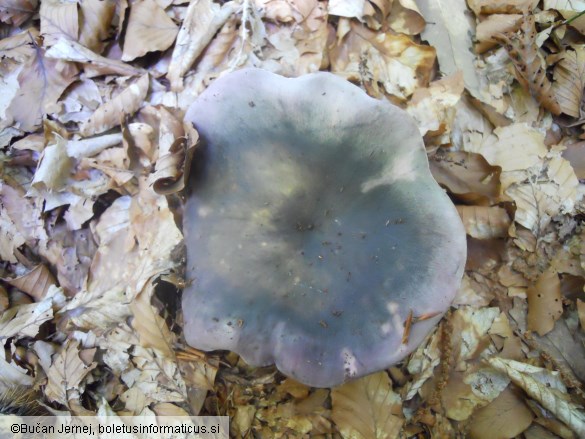 Russula cyanoxantha