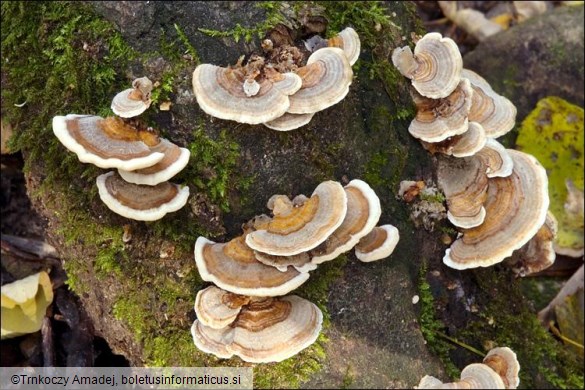Trametes versicolor