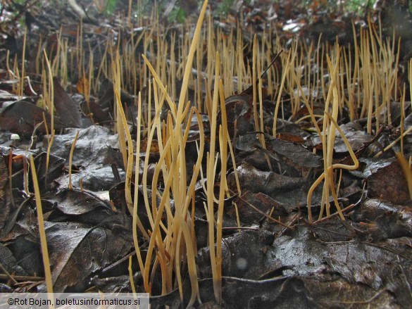 Macrotyphula filiformis