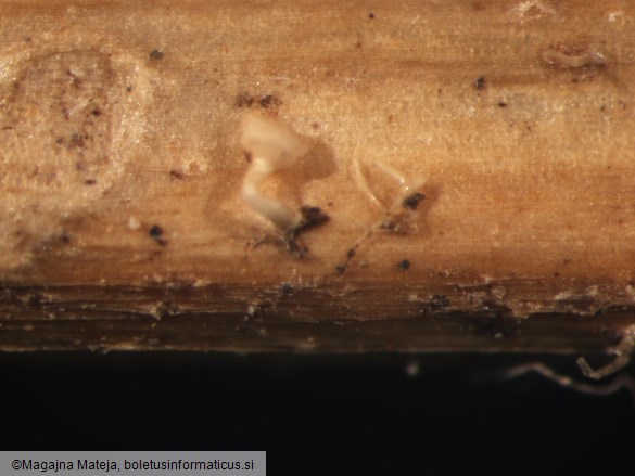 Peziza cyathoidea