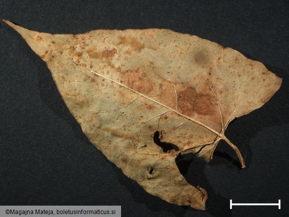 Puccinia polygoni