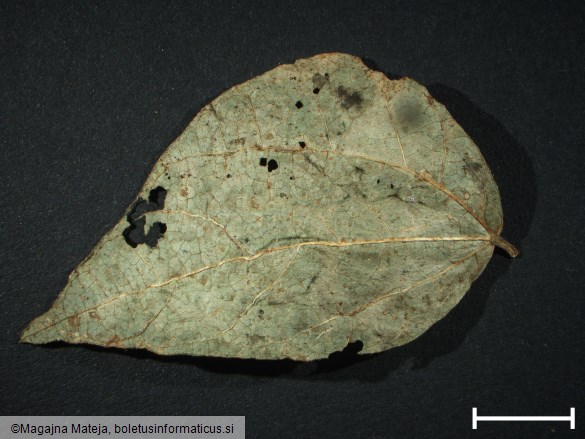 Uromyces phaseoli
