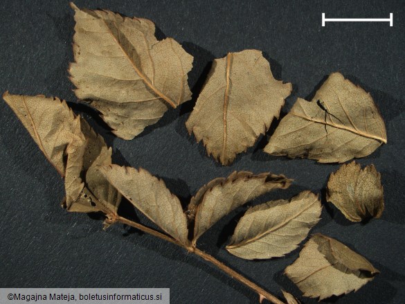Caeoma miniatum