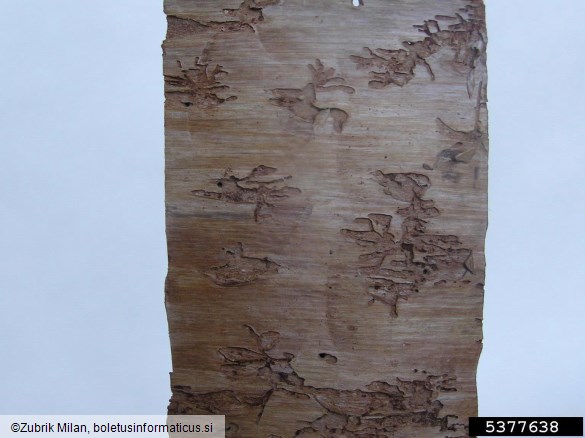 zrnati jelov lubadar, mali jelov lubadar (<i>Cryphalus piceae</i>) na <i>Abies alba</i>