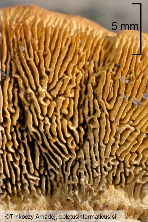 Gloeophyllum sepiarium