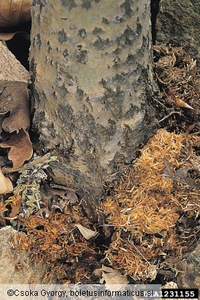 veliki topolov kozliček (<i>Saperda carcharias</i>)