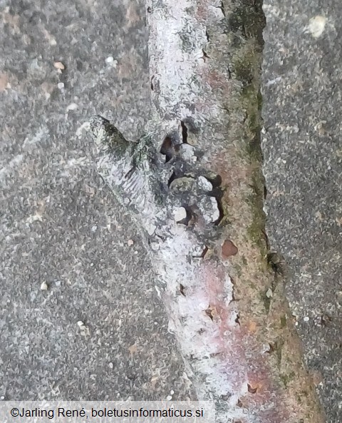 <i>Asterosporium asterospermum</i>