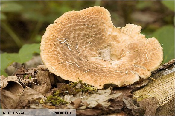Polyporus tuberaster