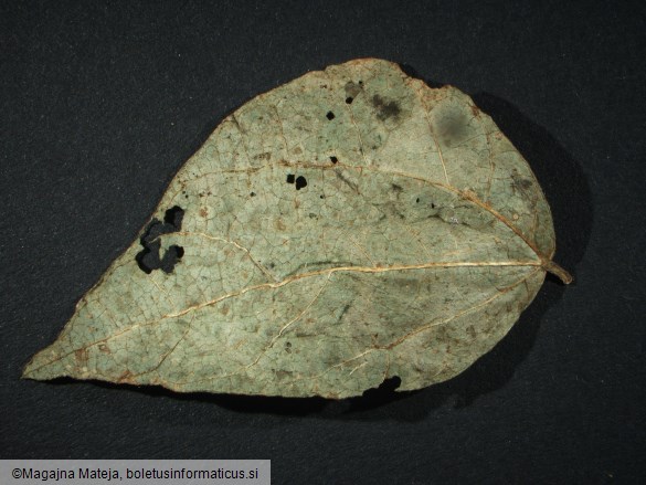 Uromyces phaseoli