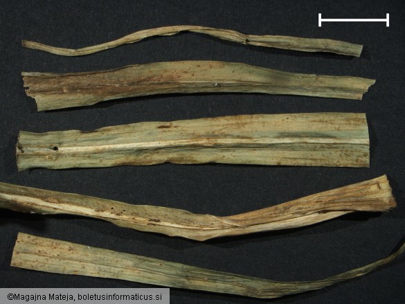 Puccinia tragopogonis