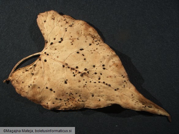 Puccinia polygoni