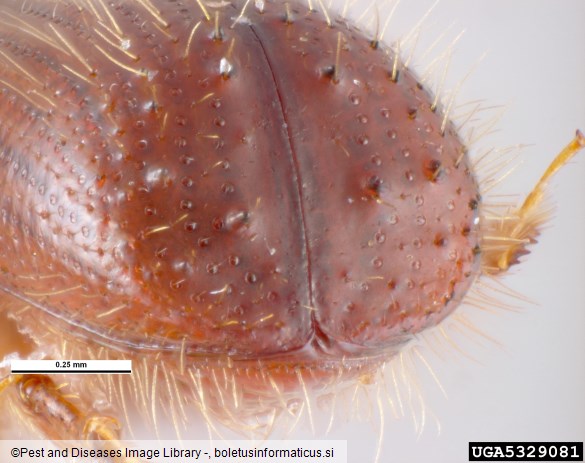 mali črni lesar (<i>Xyleborus monographus</i>)