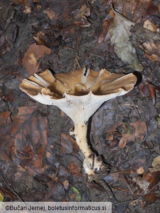 Clitocybe gibba