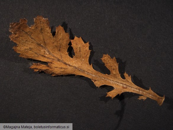 Coleosporium senecionis
