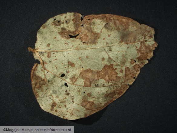 Uromyces phaseoli