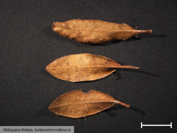 Chrysomyxa rhododendri