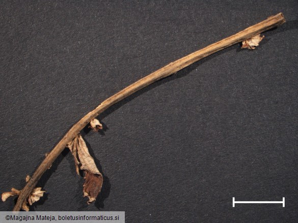 Triphragmium ulmariae