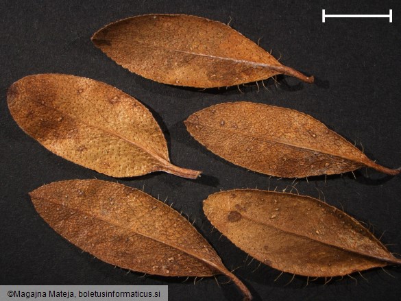 Chrysomyxa rhododendri