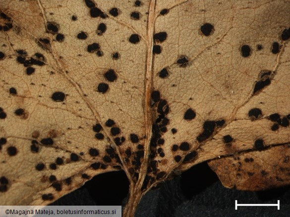 Puccinia polygoni