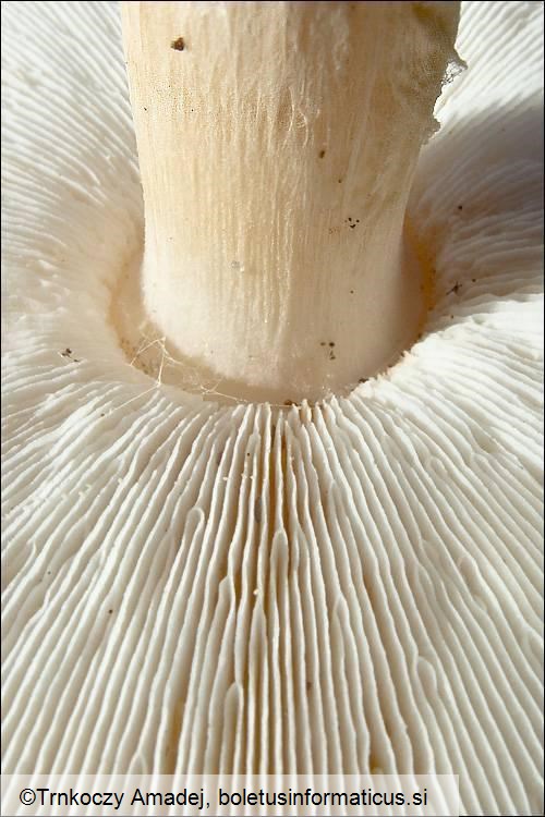 Echinoderma asperum