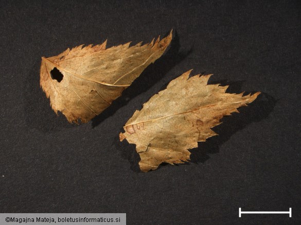Melampsora ariae