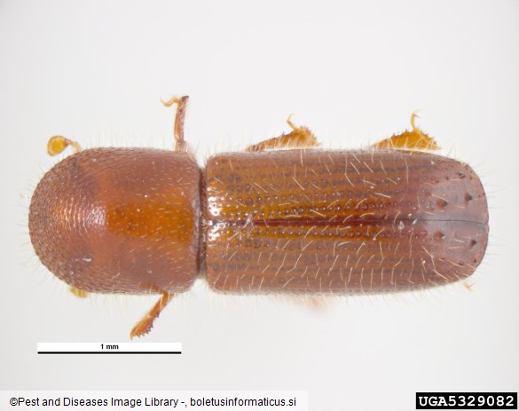 mali črni lesar (<i>Xyleborus monographus</i>)