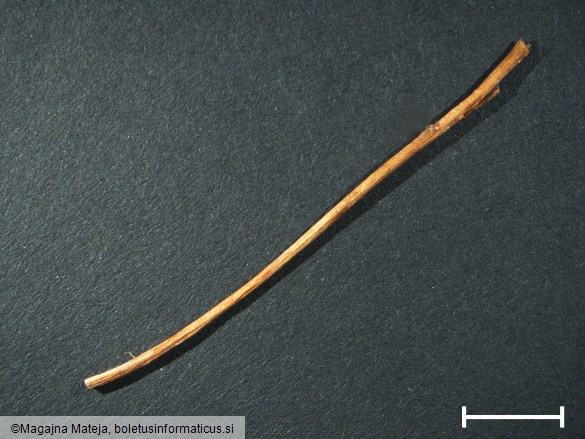 Uromyces primulae