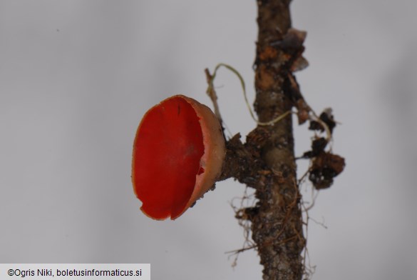 Sarcoscypha austriaca