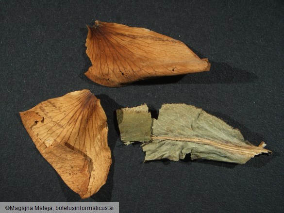 Caeoma miniatum