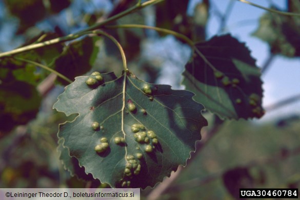 zlata bulavost topolovega listja (<i>Taphrina populina</i>) na <i>Populus deltoides</i>