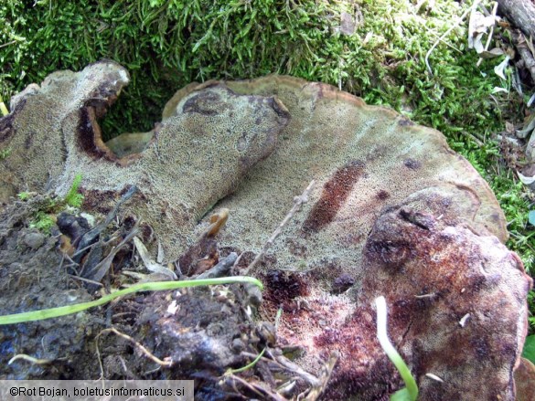 Phaeolus schweinitzii