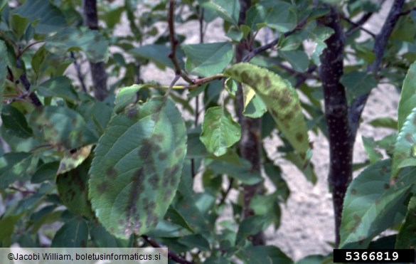 <i>Venturia inaequalis</i> na <i>Malus</i> spp.