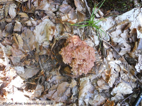 Ramaria botrytis