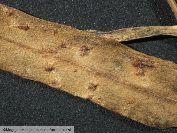 Uromyces behenis