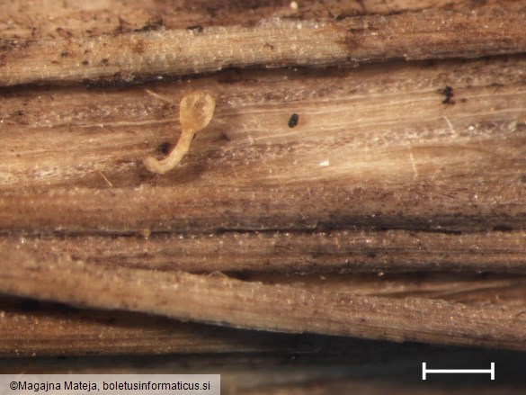 Peziza scutula