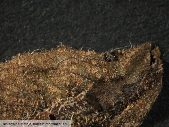 Uredo symphyti