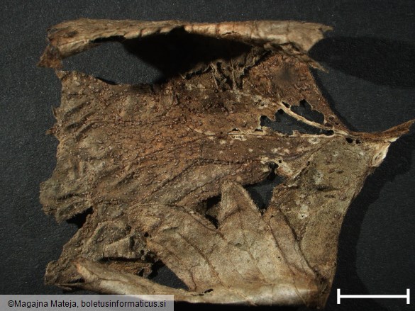 Uromyces lycoctoni